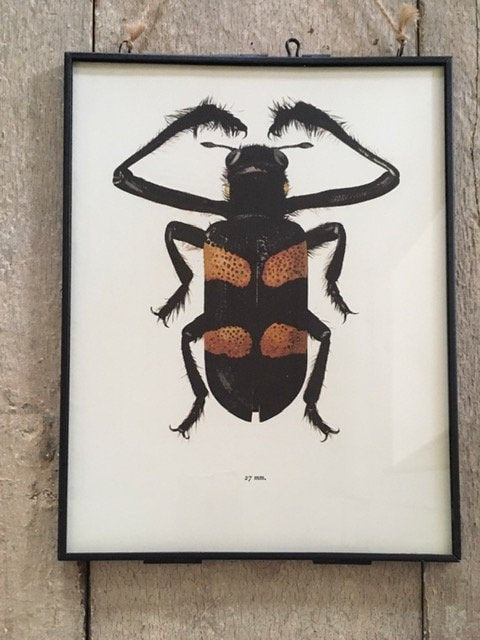 Vintage Bug Art, Nature Print, Black Bug, Hairy, Beetle Print, Bug, Insect Art, Hanging, Sustainable, Framed Wall Art, Nature Inspired Gift