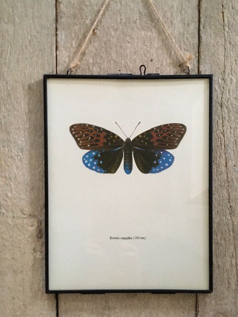 Framed Original Vintage Bright, Blue Butterfly, Insect, Print, Colourful, Book Plate, Old Book Print, Hanging, Sustainable ,Wall Art, Gift