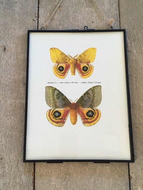 Vintage Moth Print, Yellow, Butterfly, Book Plate, Framed, Insect Drawing, Gallery, Original, Bright, Nature, Wall Art, Christmas Gift
