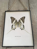 Framed Original Vintage Black, White Butterfly Book Plate, Old Book Print, Insect Art, Monochrome, Hanging Wall Art, Sustainable Art