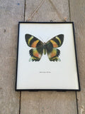 Vintage Butterfly, Moth, Art, Print, Book Plate, Orange, Hanging Wall Art, Nature Inspired, Christmas, Gift, Bright Wall Art, Sustainable