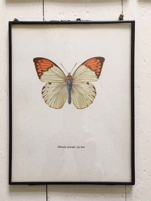 Framed Original Vintage Orange Butterfly Book Plate, Old Butterfly Prints, Hanging Wall Art, Sustainable Art, Colourful Butterfly Art