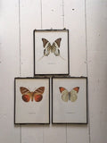Framed Original Vintage Orange Butterfly Book Plate, Old Butterfly Prints, Hanging Wall Art, Sustainable Art, Colourful Butterfly Art