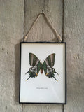 Vintage Emerald Green Butterfly Print, Book Plate, Framed ORIGINAL Old Book Print, Hanging Wall Art, Nature Inspired, Bright, Wall Art, Gift