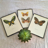 Vintage Book Plate, Emerald Green Butterfly Print, Framed ORIGINAL Print, NOT A Digital Reprint, Hanging Wall Art, Nature Inspired Art, Gift