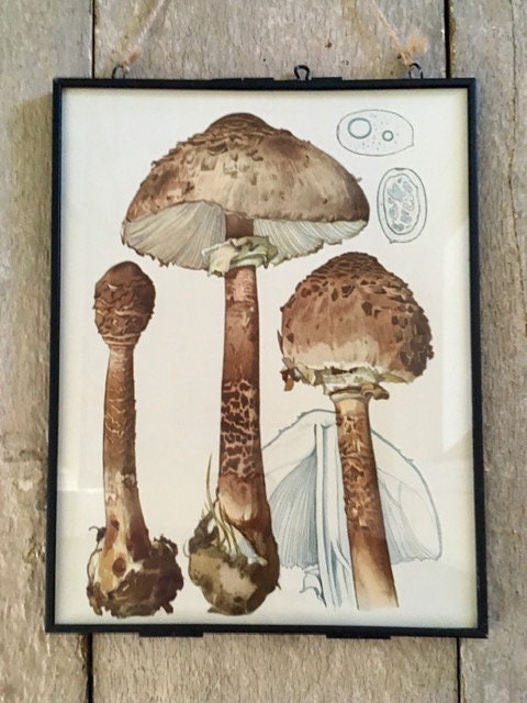 Vintage Mushroom Print, Decor,  Book Plate, Art, Old Nature Book Print, Autumnal Print, Fungi, Hanging Wal Art, Nature Art, Sustainable Art