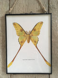 Vintage Butterfly, Moth Book Plate, Yellow, Prints, Framed, Bright, Hanging Wall Art, Nature Inspired Gifts, Natural History, Gallery Wall