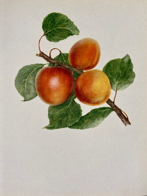 Vintage Fruit Print, Peach Art, Soft Summer Fruit, Plant Illustrations, Framed Hanging, Bright Gallery Wall Art, Natural Art. Botanical