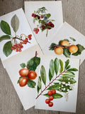 Vintage Original Nature Art, Fruit Print, Nature Print,  Illustrations, Berry Prints, Framed Hanging Wall Art, Botanical Book Plate