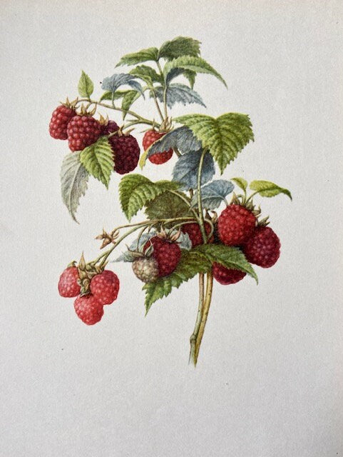 Vintage Original Nature Art, Fruit Print, Nature Print,  Illustrations, Berry Prints, Framed Hanging Wall Art, Botanical Book Plate