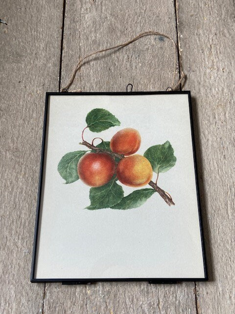 Vintage Fruit Print, Peach Art, Soft Summer Fruit, Plant Illustrations, Framed Hanging, Bright Gallery Wall Art, Natural Art. Botanical