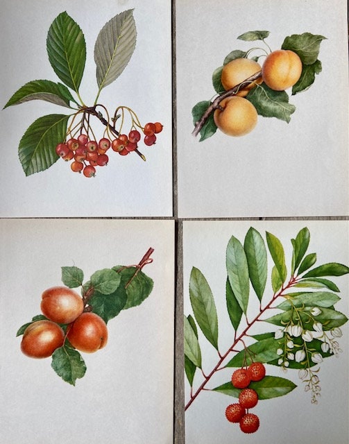 Vintage Strawberry Print, Summer Fruit Art, Soft Fruit Illustration, Plant Print, Nature Inspired Print, Framed Hanging Nature Wall Art