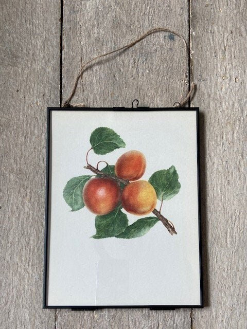 Vintage Fruit Print, Peach Art, Soft Summer Fruit, Plant Illustrations, Framed Hanging, Bright Gallery Wall Art, Natural Art. Botanical