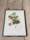 Vintage Original Nature Art, Fruit Print, Nature Print,  Illustrations, Berry Prints, Framed Hanging Wall Art, Botanical Book Plate