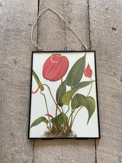 Vintage Tropical Flower Print, Red Orchid Art, Botanical Book Plate, Nature Inspired Print, Jungle, Modern Framed, Hanging, Gallery Wall Art