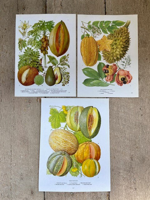 Vintage Tropical Fruit Print, Botanical Print, Set Of, Original Book Plate, Nature Inspired Art, Unframed, Prints For Framing, Gallery Wall