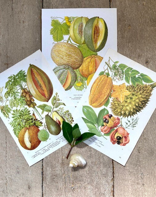 Vintage Tropical Fruit Print, Botanical Print, Set Of, Original Book Plate, Nature Inspired Art, Unframed, Prints For Framing, Gallery Wall