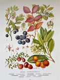 Set Of Vintage Fruit Print, Botanical Art, Vegetable Prints, Original Book Plate, Nature Inspired Art, Unframed Wall Art, Prints For Framing