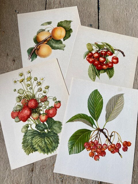 Vintage  Woodland Forest Print, Red Berries, Hawthorn Book Plate, Ready To Hang Art, Green Foliage, Hanging Gallery Wall Decor,