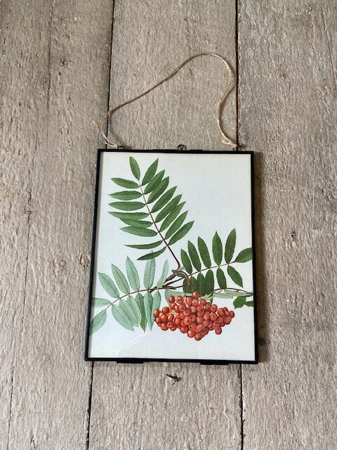 Vintage  Woodland Forest Print, Red Berries, Hawthorn Book Plate, Ready To Hang Art, Green Foliage, Hanging Gallery Wall Decor,