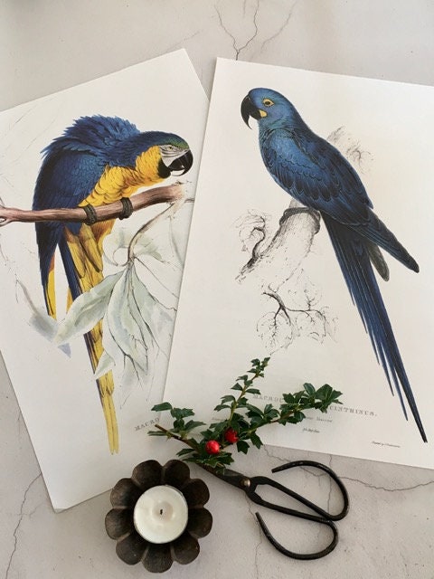 Vintage Parrot Print, Original Print, Black Parrot, Tropical Birds, Jungle Print, Bird Illustration, Vintage Exotic Wall Art, Wall Art Decor