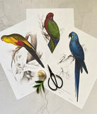 Vintage Parrot Print, Tropical Birds, Colourful , Parrot, Art Jungle Prints, Bird Illustrations, Vintage Wall Art, Prints, Hanging Wall Art