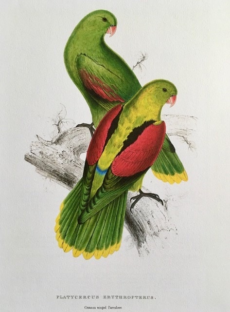 Vintage Large Parrot Print, Green Tropical Bird, NOT a Digital REPRINT, Bright Wall Art, Jungle Print, Bird Illustration, Vintage Wall Art