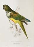 Vintage Parrot Print, Tropical Birds, Colourful , Parrot, Art Jungle Prints, Bird Illustrations, Vintage Wall Art, Prints, Hanging Wall Art