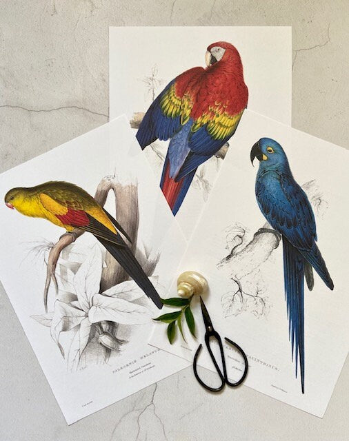 Vintage Parrot Print, Tropical Birds, Blue Parrot, Jungle Print, Bird Illustrations, Bright Wall Art, Large Print, Unframed Art, Wall Decor