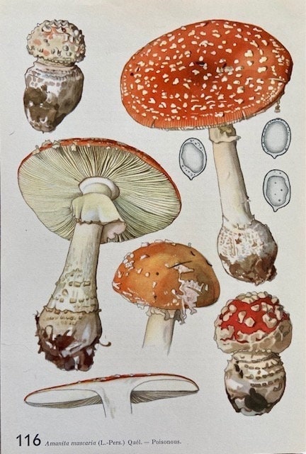 Vintage Original Mushroom Wall Art Print, Decor, Fungi Book Plate, Woodland, Autumnal Print, Fungi Art, Wall Art, Sustainable, Nature Print