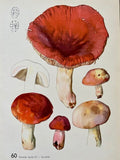 Vintage Mushroom, Red, Fungi Book Plate,Bright Wall Art, Woodland Prints, Autumnal Print, Wall Art, Nature Prints , NOT a Digital Print