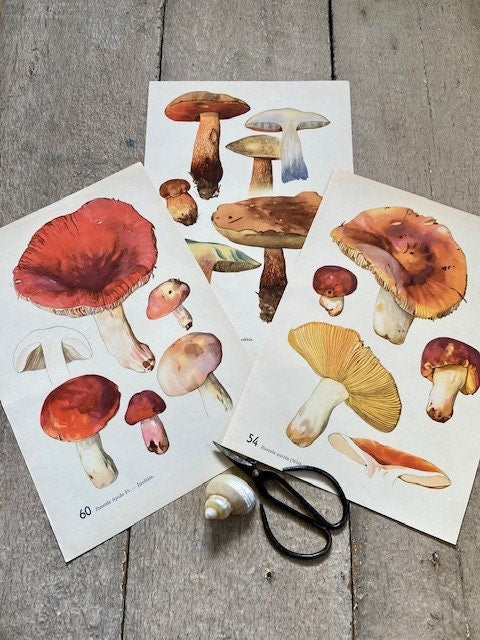 Vintage Mushroom, Red, Fungi Book Plate,Bright Wall Art, Woodland Prints, Autumnal Print, Wall Art, Nature Prints , NOT a Digital Print
