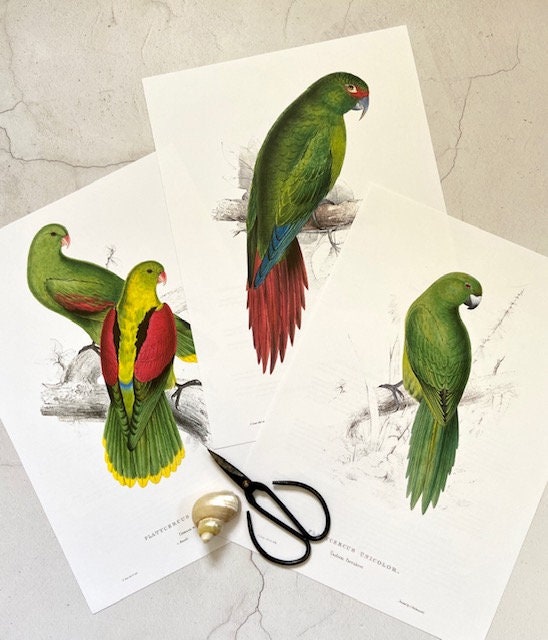 Vintage Large Parrot Print, Original Print, Tropical Birds, Colourful Parrot, Jungle Prints, Bird Illustrations, Bright Wall Art, Unframed