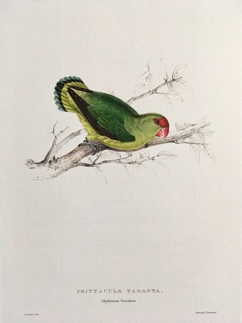 Vintage Original, Large Parrot Print, Tropical, Green Parrot, Jungle, Bird Illustration, Gallery, Hanging, Bright, Wall Art, Unframed Art
