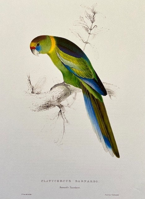 Vintage Original Colourful, Parrot Print, Tropical Bird, Bright Parrot, Jungle Art, Illustration, Wall Art Decor, NOT a Digital Reprint,