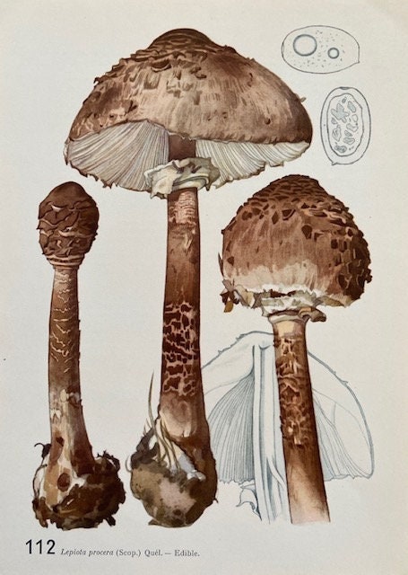 Vintage Mushroom, Fungi  Wall Art, Book Plate, Woodland, Autumnal Print, Original Nature Print, NOT a Digital REPRINT, Unframed Gallery Wall