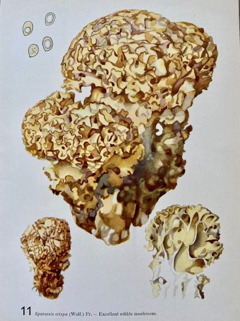 Vintage Mushroom Wall Art Print, Fungi Book Plate, Original Art, Woodland, Nature Print, Autumnal, Fungi Art, Gallery Wall Art, NOT RE PRINT