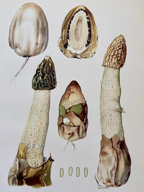 Vintage Original Mushroom Print, Woodland Wall Art, Fungi Book Plate, Autumnal, Seasonal Print, Nature Wall Art, Nature Print, Nature Gifts