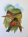 Vintage Parrot Print, Tropical Bird, Set Of, Parrot Art, Jungle Print, Gallery Wall Art, For Framing, Unframed, Bright Wall Art, Doublesided