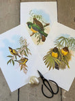 Set Of, Vintage Tropical Bird, Parrot,Print, Book Plate, Jungle, Nature Inspired, Gallery, Sustainable, Bright Wall Art, Unframed, Gift
