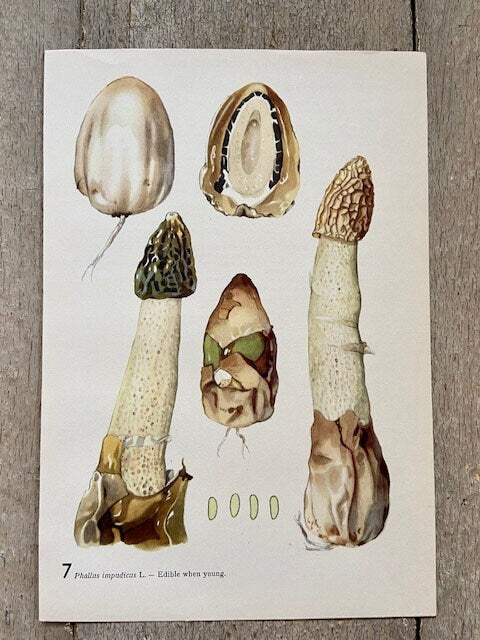 Vintage Original Mushroom Print, Woodland Wall Art, Fungi Book Plate, Autumnal, Seasonal Print, Nature Wall Art, Nature Print, Nature Gifts
