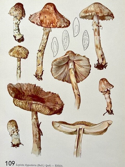 Vintage Mushroom Print, Fungi Book Plate, Woodland Print, Autumnal Print, Original, Fungi Art, Nature Gift, Nature Print, Gallery Wall Decor