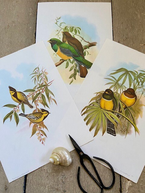 Set Of, Vintage Tropical Bird, Parrot,Print, Book Plate, Jungle, Nature Inspired, Gallery, Sustainable, Bright Wall Art, Unframed, Gift