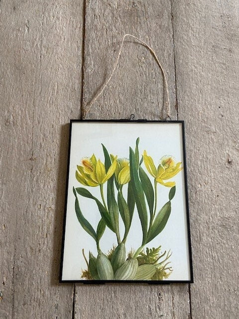Vintage Yellow Orchid Print, Botanical Print, Bright, Tropical Flower, Jungle, Book Plate, Framed, Hanging, Nature Inspired Wall Art, Gift