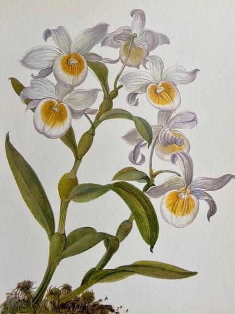 Vintage Orchid Print, White Botanical Print, Original Floral Print  Book Plate, Framed Prints, Framed Hanging Wall Art, Nature Prints