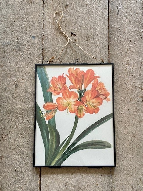 Vintage Orange Orchid Print, Botanical, Flower, Original, Book Plate, Modern Framed, Bright Wall Art, Nature Inspired, Tropical, Jungle Art