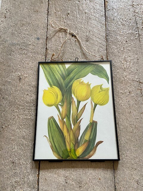 Vintage Yellow Orchid Print, Yellow Flower, Botanical Print, Original Book Plate, Vintage Framed Art, Wall Art, Nature Prints