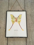 Framed Vintage Yellow, Moth, Butterfly, Insect Print, Book Plate, Hanging, Gallery, Framed, Nature Inspired, Sustainable Wall Art, Gift