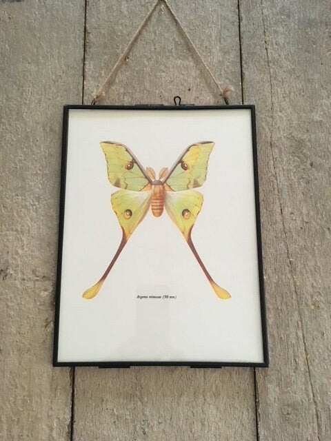 Framed Vintage Yellow, Moth, Butterfly, Insect Print, Book Plate, Hanging, Gallery, Framed, Nature Inspired, Sustainable Wall Art, Gift