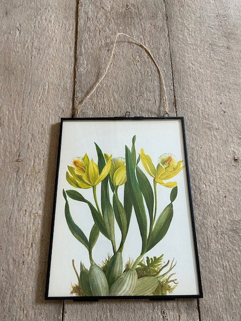 Vintage Yellow Orchid Print, Botanical Print, Bright, Tropical Flower, Jungle, Book Plate, Framed, Hanging, Nature Inspired Wall Art, Gift